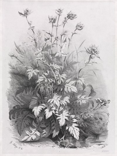 Gruppi di Varie Piante Disegnate dalla Natura: No. 7 da Eugene Bléry