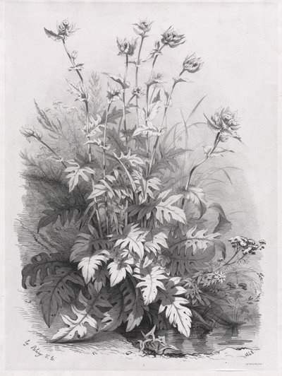 Gruppi di varie piante disegnate dalla natura: n. 7, 1848 da Eugene Bléry