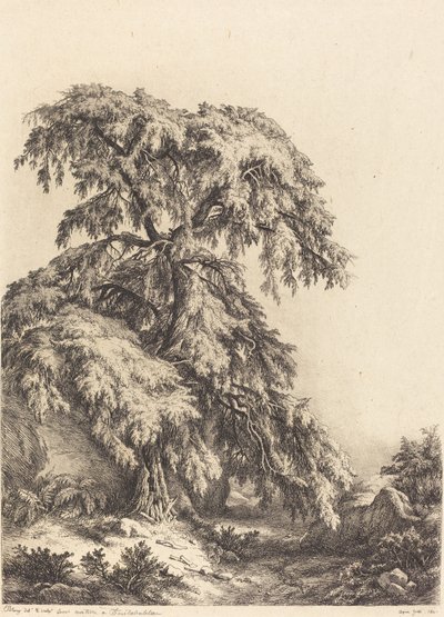 Albero di ginepro da Eugene Bléry