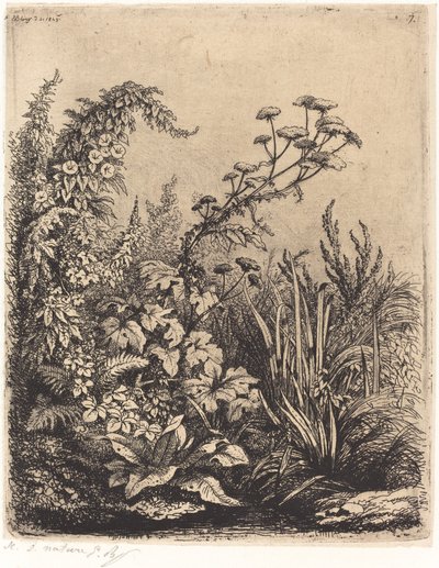 La piccola berle aux liserons, pubblicato 1849 da Eugene Bléry