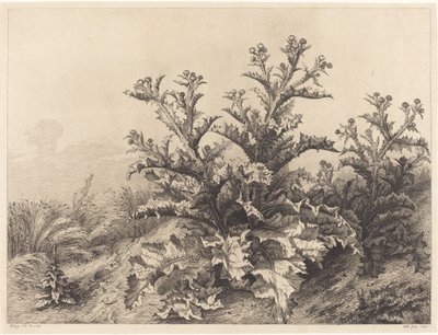 Grande Cardo da Eugene Bléry
