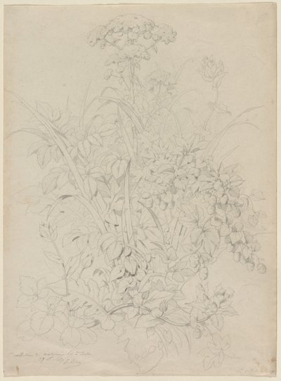 Studio di piante da Eugene Bléry