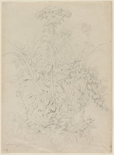 Studio di piante da Eugene Bléry