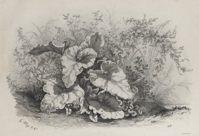 Studio di Piante da Gruppo di Varie Piante Disegnate e Litografate dal Vero (Groupes de Plantes variées dessinées sur Nature et lithographiées...) da Eugene Bléry