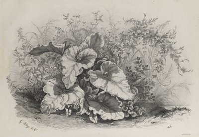 Studio di Piante da Gruppo di Varie Piante Disegnate e Litografate dalla Natura, 1848 da Eugene Bléry
