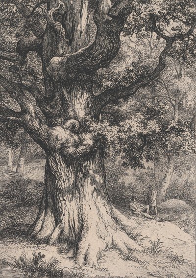 Il Carlo Magno, Quercia con un nido d