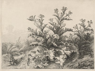 Il grande cardo da Eugene Bléry