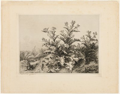 Il Grande Cardo, tavola tre da Les quatres grandes plantes da Eugene Bléry