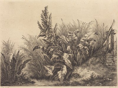Erba acquatica da Eugene Bléry