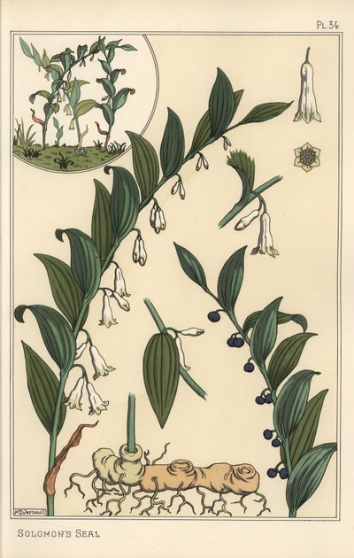 Illustrazione botanica del sigillo di Salomone, Polygonatum multiflorum da Eugene Grasset