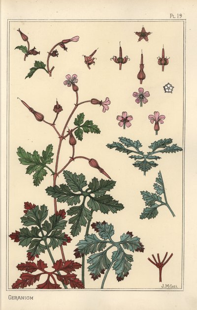 Illustrazione botanica di un fiore di geranio, petali, foglie da Eugene Grasset