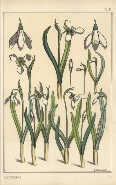 Illustrazione botanica di un bucaneve, Galanthus nivalis da Eugene Grasset