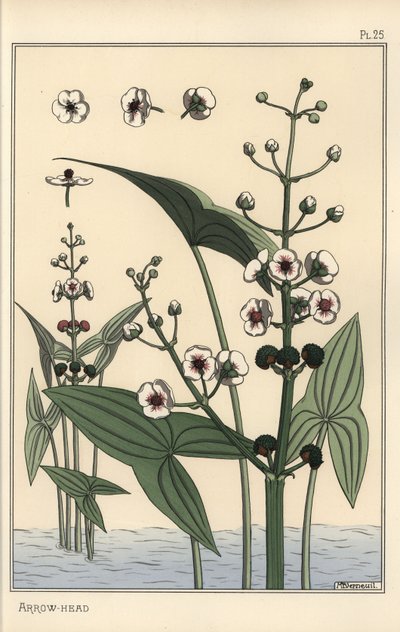 Illustrazione botanica della sagittaria, Sagittaria sagittifolia da Eugene Grasset