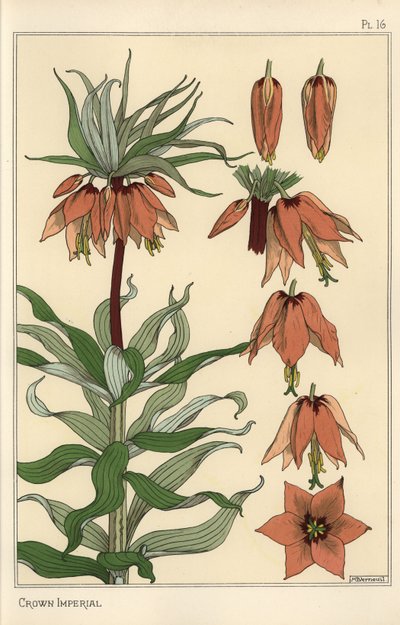 Illustrazione botanica del fiore imperiale, Fritillaria imperialis da Eugene Grasset
