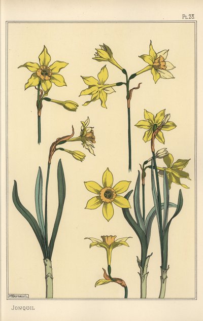 Illustrazione botanica del giunchiglia, Narcissus jonquilla, mostrando parti del fiore da Eugene Grasset