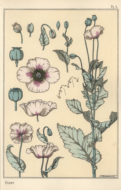 Illustrazione botanica del papavero, con parti del fiore, baccello di oppio da Eugene Grasset