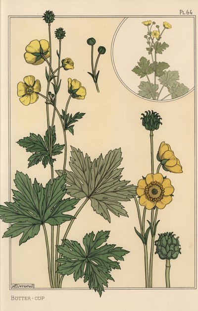 Ranuncolo, studio botanico da Eugene Grasset