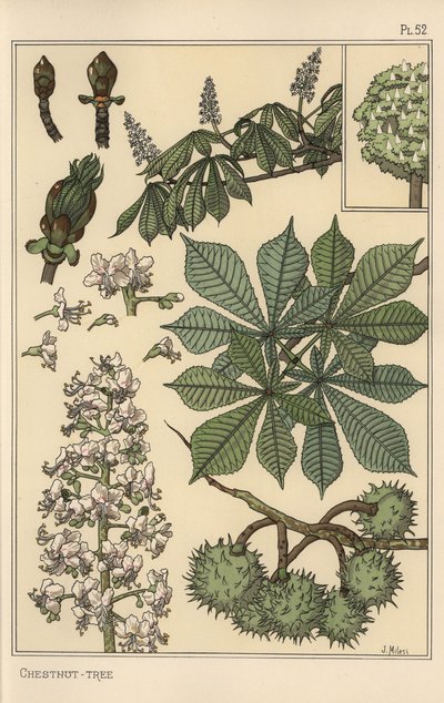 Studio botanico dell