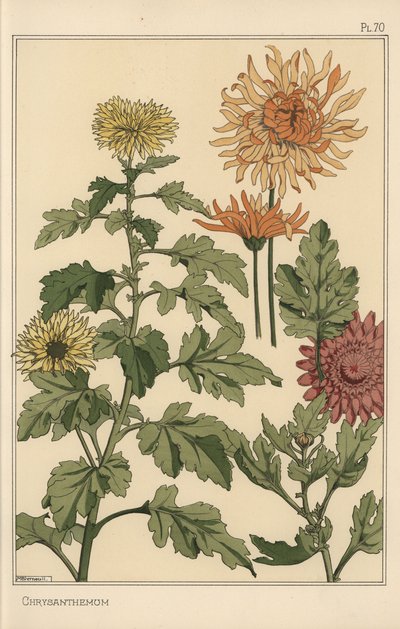 Studio botanico di crisantemo da Eugene Grasset