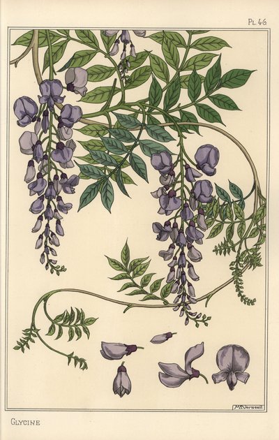 Studio botanico di glicine da Eugene Grasset