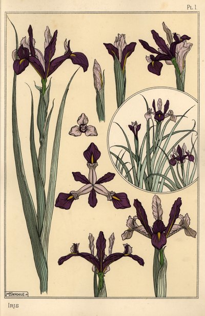 Pianta di iris e parti del fiore, con inserto da Eugene Grasset
