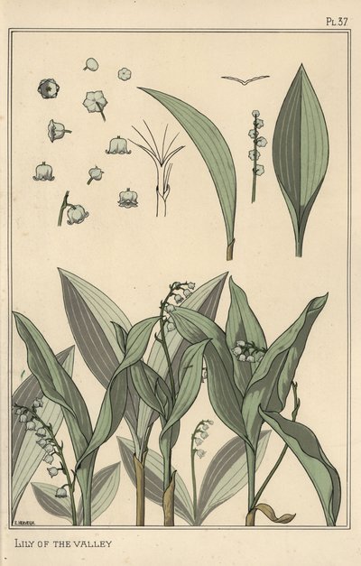 Mughetto, studio botanico da Eugene Grasset