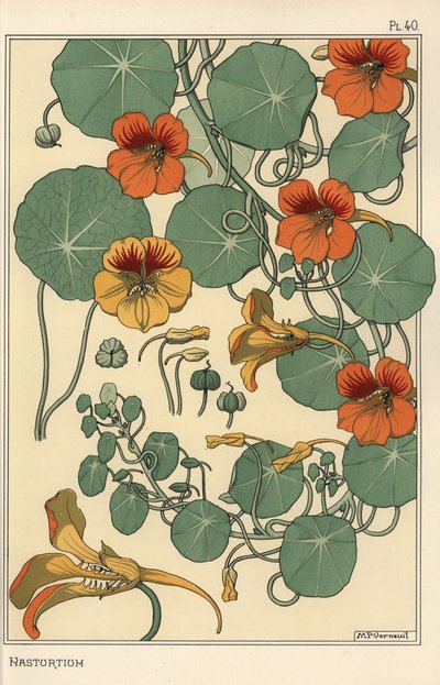 Studio botanico di nasturzio da Eugene Grasset