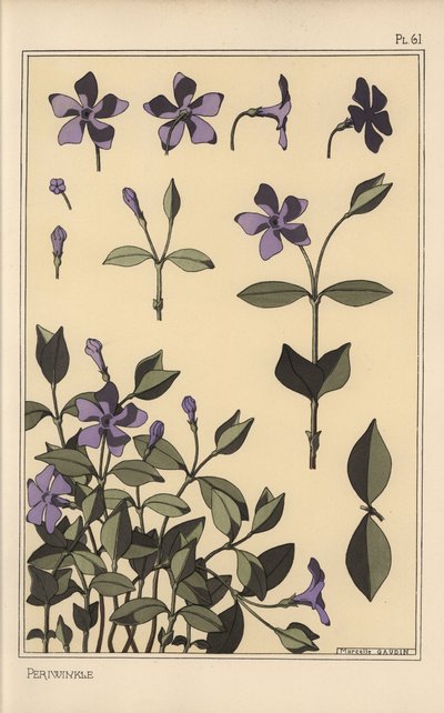 Studio botanico della pervinca da Eugene Grasset