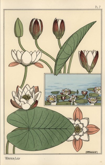 Il ninfea, Nelumbo lutea, e parti del fiore da Eugene Grasset