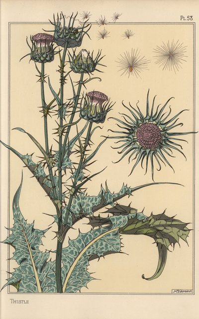 Studio botanico di cardo da Eugene Grasset