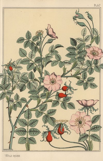 Studio botanico della rosa selvatica da Eugene Grasset