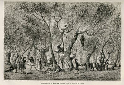 La raccolta delle olive nella regione di Amphissa, disegno di E.Guillaume, per illustrare la storia di Henri Belle: Voyage en Greece da Eugene Guillaume