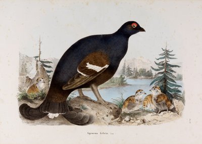 Rappresentazione del piccolo gallo di brughiere o gallo di betulle da Eugenio Bettoni