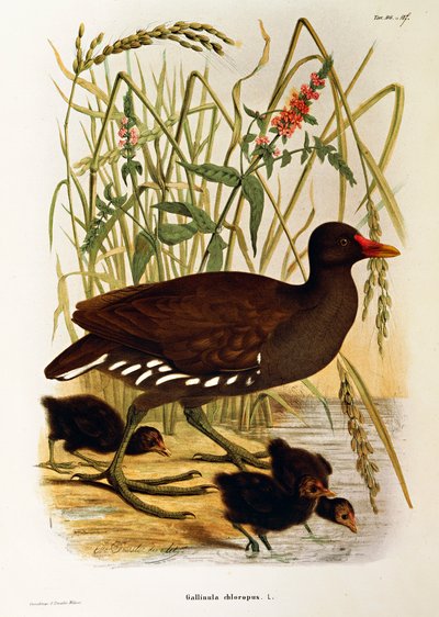 Illustrazione da "Storia naturale degli uccelli che nidificano in Lombardia" di Eugenio Bettoni rappresentante la Gallinella d