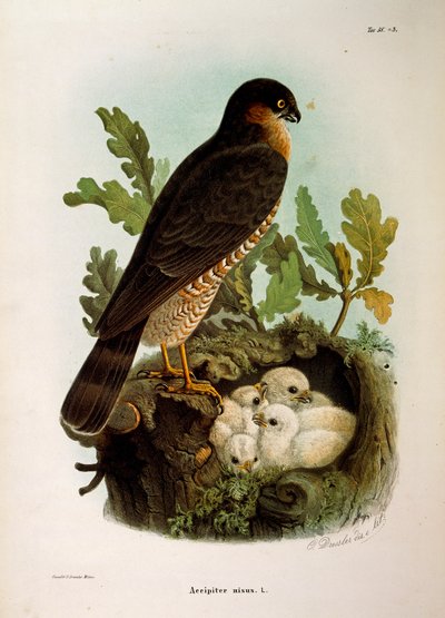 Illustrazione dalla "Storia Naturale degli Uccelli che Nidificano in Lombardia" di Eugenio Bettoni rappresentante lo Sparviero eurasiatico Accipiter nisus da Eugenio Bettoni, Oscar Dressler