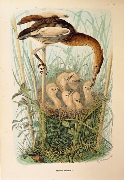 Illustrazione da "Storia naturale degli uccelli che nidificano in Lombardia" di Eugenio Bettoni rappresentante Tarabusino Ixobrychus minutus, di Oscar Dressler da Eugenio Bettoni, Oscar Dressler