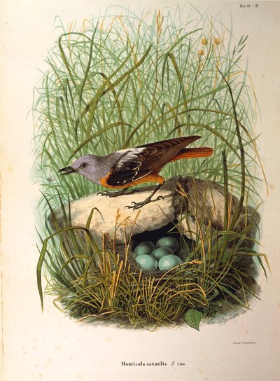 Illustrazione da "Storia naturale degli uccelli che nidificano in Lombardia" di Eugenio Bettoni rappresentante Codirosso Monticola saxatilis femmina al nido, di Oscar Dressler da Eugenio Bettoni, Oscar Dressler