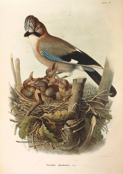 Illustrazione da "Storia Naturale degli Uccelli che Nidificano in Lombardia" di Eugenio Bettoni rappresentante Ghiandaia eurasiatica (Garrulus glandarius), di Oscar Dressler da Eugenio Bettoni, Oscar Dressler