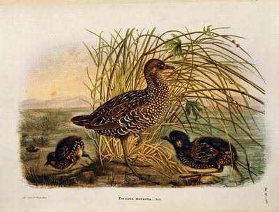 Illustrazione da "Storia naturale degli uccelli che nidificano in Lombardia" di Eugenio Bettoni rappresentante Schiribilla (Porzana porzana), di Oscar Dressler da Eugenio Bettoni, Oscar Dressler