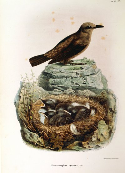 Illustrazione da "Storia naturale degli uccelli che nidificano in Lombardia" di Eugenio Bettoni rappresentante Passero solitario (Monticola solitarius), di Oscar Dressler da Eugenio Bettoni, Oscar Dressler