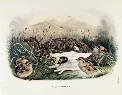 Illustrazione da "Storia naturale degli uccelli che nidificano in Lombardia" di Eugenio Bettoni rappresentante Pernice bianca (Lagopus muta), di Oscar Dressler da Eugenio Bettoni, Oscar Dressler