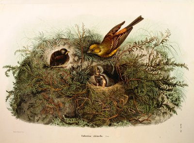Illustrazione da "Storia naturale degli uccelli che nidificano in Lombardia" di Eugenio Bettoni rappresentante Zigolo giallo (Emberiza citrinella), di Oscar Dressler da Eugenio Bettoni, Oscar Dressler