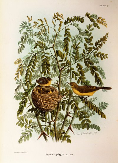 Illustrazione da "Storia naturale degli uccelli che nidificano in Lombardia" di Eugenio Bettoni rappresentante Canapino (Hippolais polyglotta), di Oscar Dressler da Eugenio Bettoni, Oscar Dressler