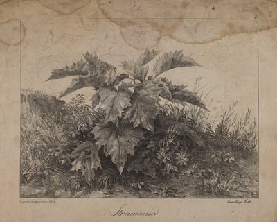 Stramonio da Eugenio Landesio
