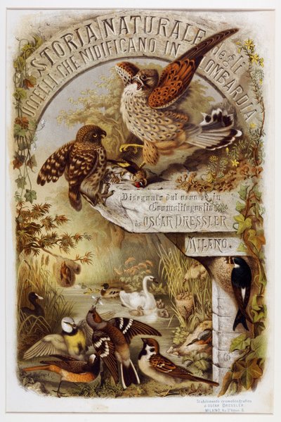Frontespizio da Storia naturale degli uccelli che nidificano in Lombardia (Cromolitografia) da Eugenio and Dressler Oscar  Bettoni