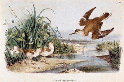 Rappresentazione del piro-piro piccolo (Actitis hypoleucos) (Cromolitografia) da Eugenio and Dressler Oscar  Bettoni