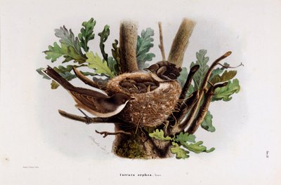 Rappresentazione della Falvetta Curruca Orphea (Cromolitografia) da Eugenio and Dressler Oscar  Bettoni