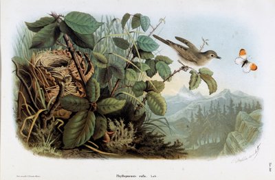 Rappresentazione del Phyllopneuste rufa (Chiffchaff) da Eugenio and Dressler Oscar  Bettoni