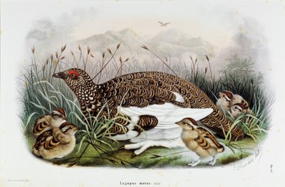 Rappresentazione della pernice da Eugenio and Dressler Oscar  Bettoni