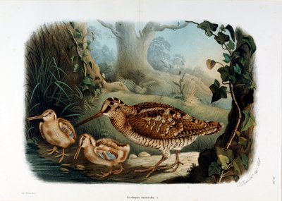 Rappresentazione del beccaccino (Scolopax rusticola) (Cromolitografia) da Eugenio and Dressler Oscar  Bettoni